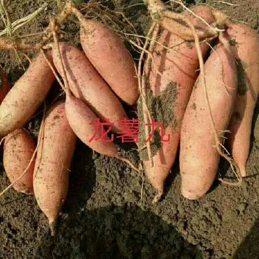 夏津县龙薯9号红薯苗 龙薯九地瓜苗