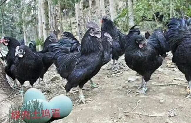 漳州绿壳鸡蛋  土鸡蛋 绿壳蛋,新鲜口感好,质量保证

天然高