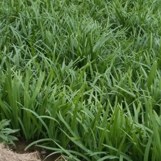 临清市大叶韭菜 二茬 20~30cm