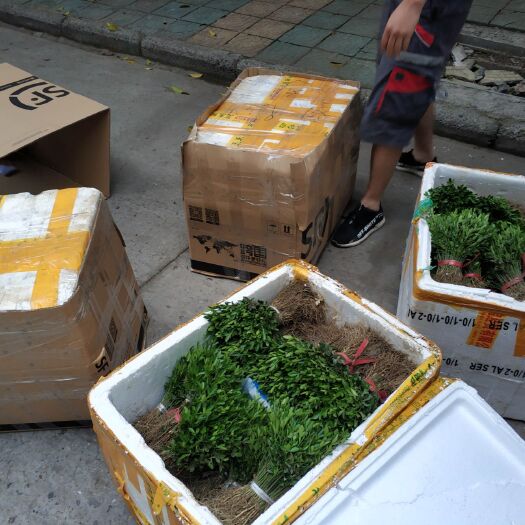 重庆市枳壳苗芽苗