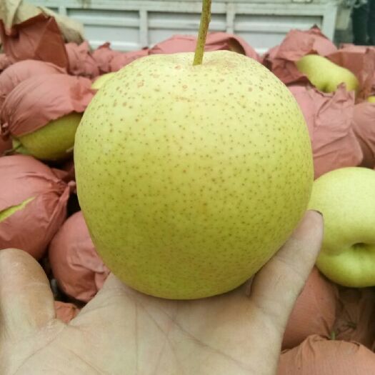 赵县雪花梨 80mm以上 350-400g