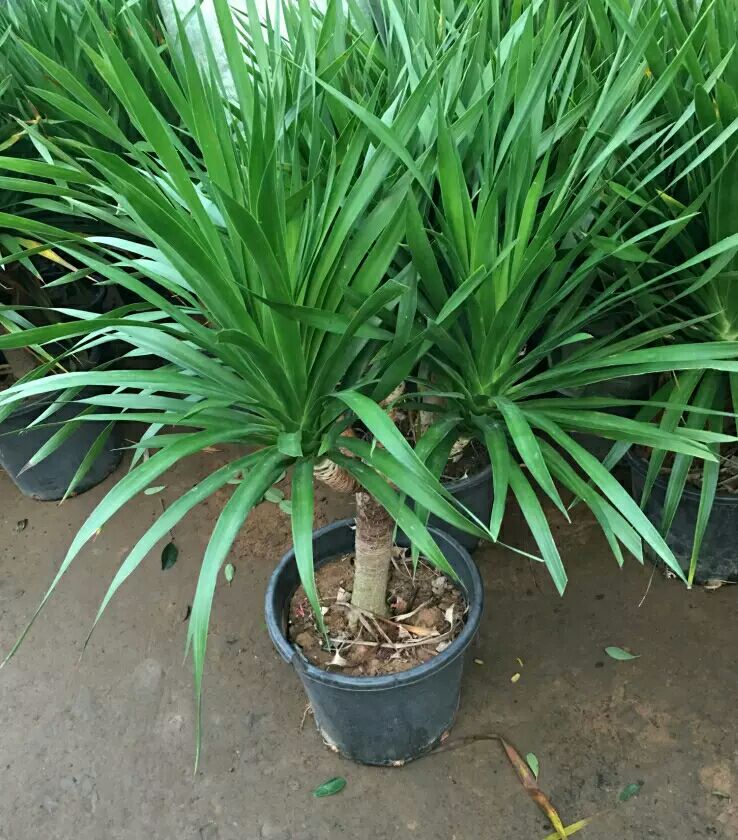 龙血树盆栽 大型绿植龙须树多头龙血树龙铁树室内客厅盆栽花卉植物办公室盆