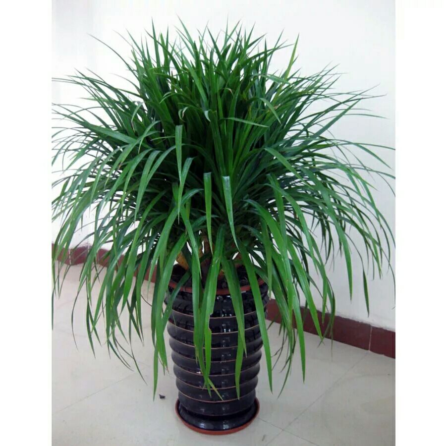 龙血树盆栽 大型绿植龙须树多头龙血树龙铁树室内客厅盆栽花卉植物办公室盆
