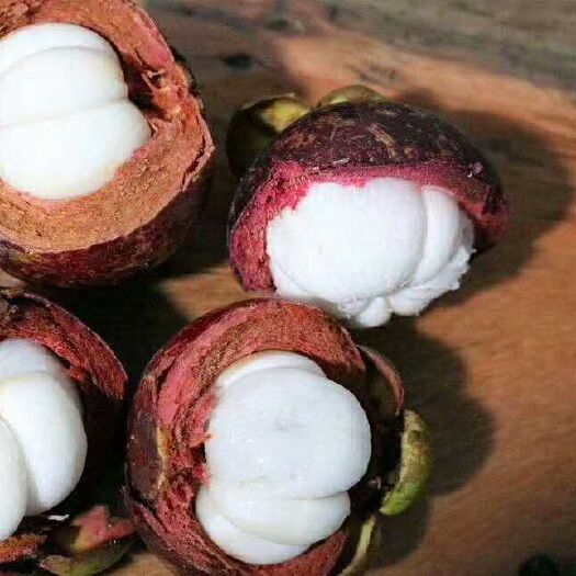 灵山县山竹树苗 泰国山竹，领南山竹，全部营养杯栽培