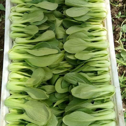 曹县北方小油菜 上海青  小白菜  油麦菜  菠菜  欢迎各地老板订购