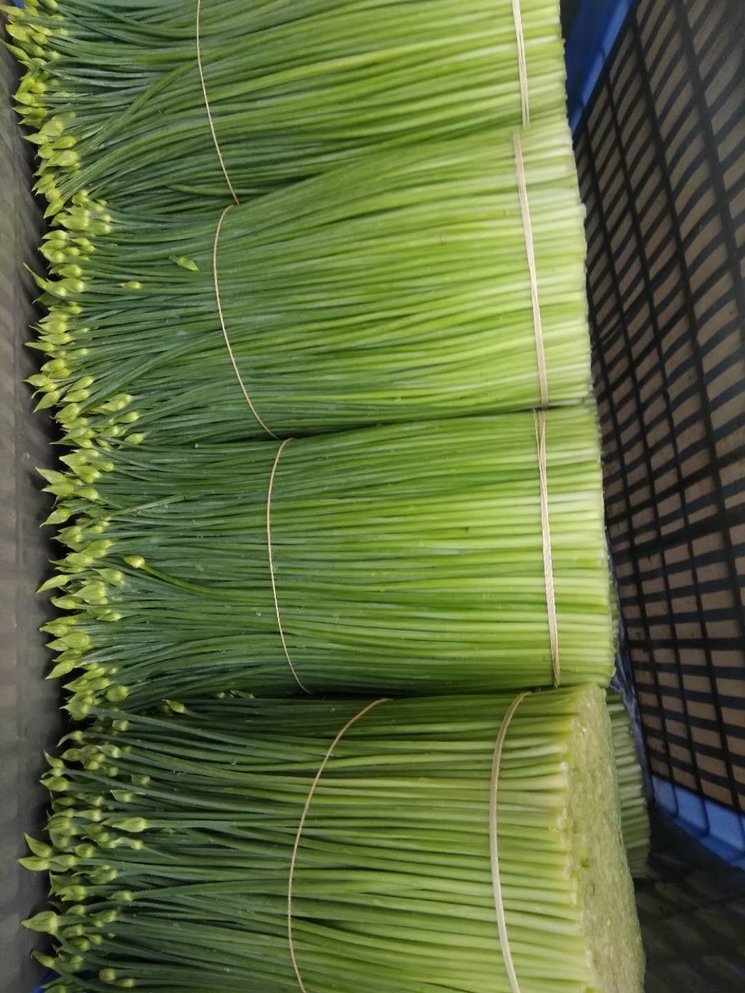  四季精品韭苔韭菜花