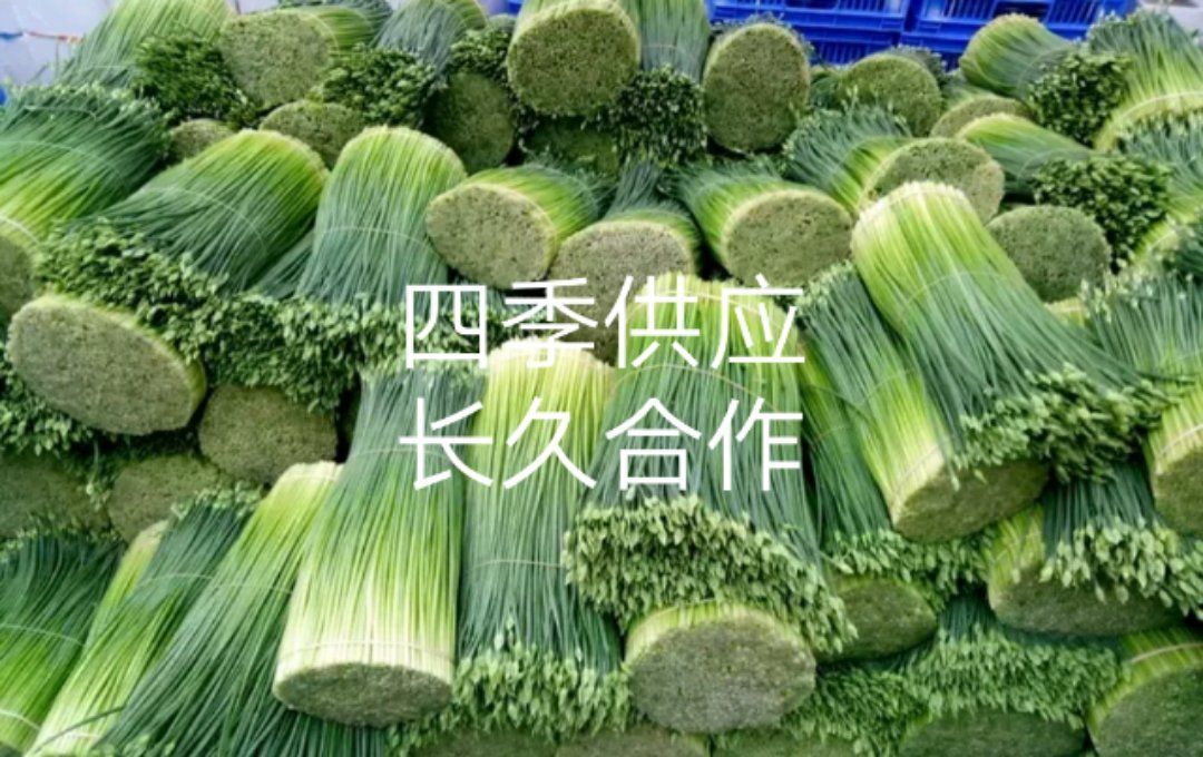  四季精品韭苔韭菜花