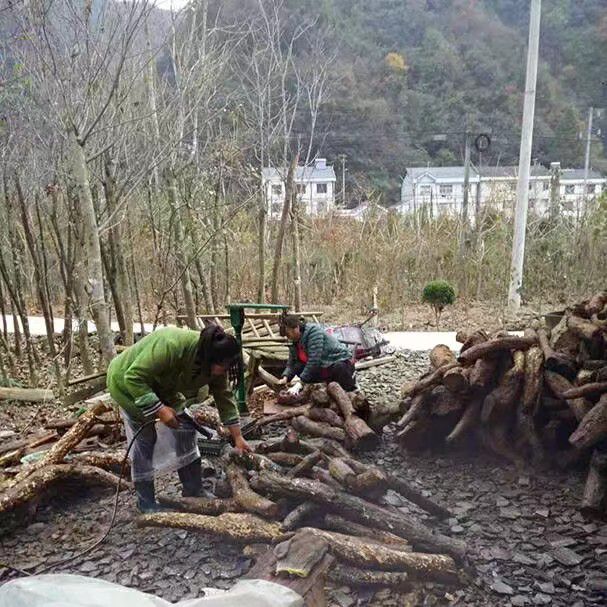  野生葛根粉