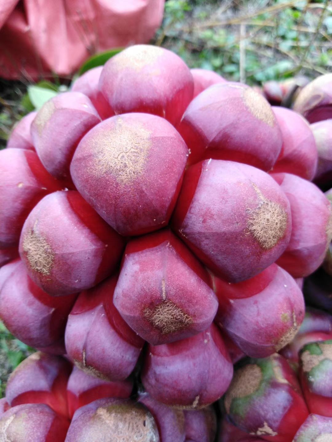 粉紅黑老虎苗 果名：黑老虎又名布福娜，果肉清甜能養(yǎng)顏。