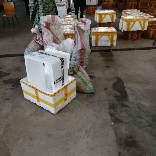 沙洋县中国小龙虾 一手货源硬规格
