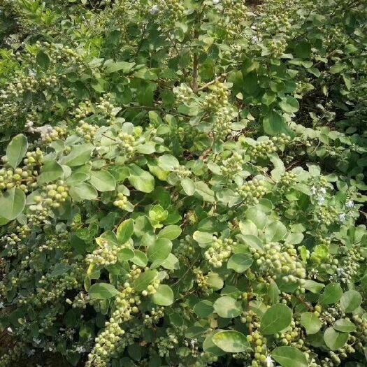 河池 大量平价出售蔓荆子苗，量大从优