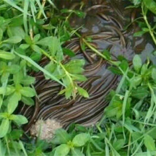成都 黄鳝苗