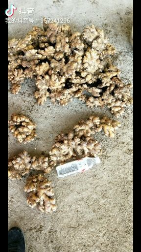 兴义市黄姜 窖姜大量开始卖