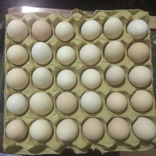 岷县土鸡蛋 营养高不高吃了就知道