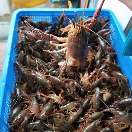 阳朔县 清水塘小龙虾