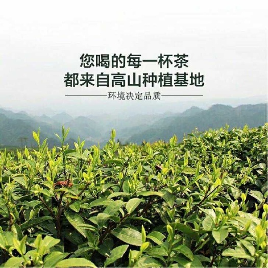 勉县炒青茶 高山茶叶，富硒茶。