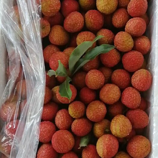 高州市白糖罂荔枝 2cm