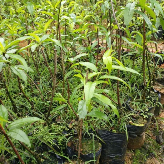 灵山县 水蜜桃苗