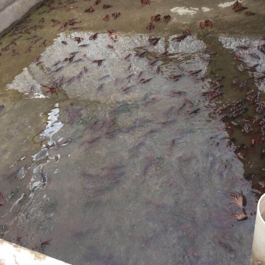 重庆市清水小龙虾 4-6钱 人工养殖