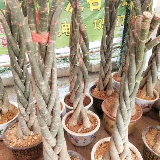 灵山县 辫子发财树