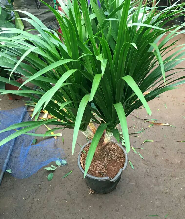 龙血树盆栽 大型绿植龙须树多头龙血树龙铁树室内客厅盆栽花卉植物办公室盆