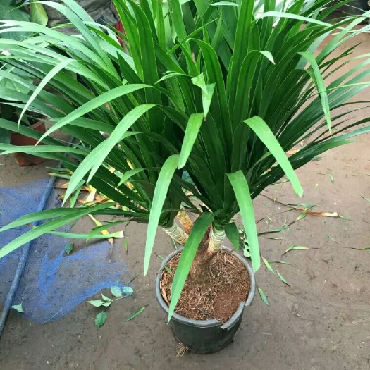 沭阳县龙血树盆栽 大型绿植龙须树多头龙血树龙铁树室内客厅盆栽花卉植物办公室盆