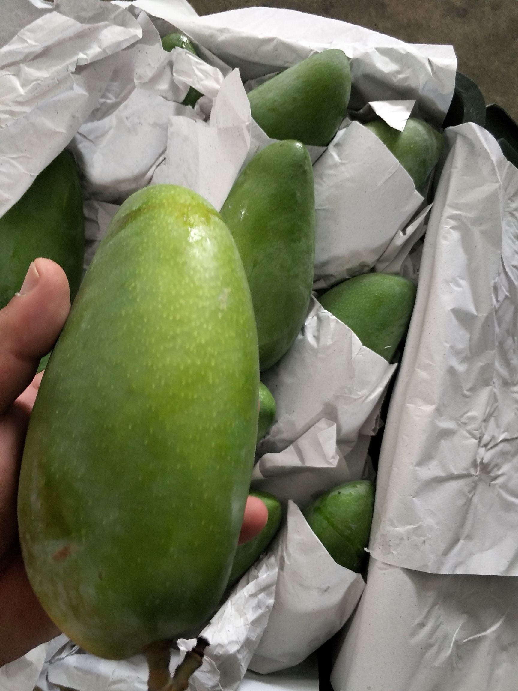  越南一级二级优质大青芒