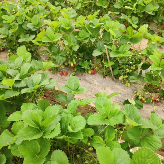  绿色健康新鲜草莓