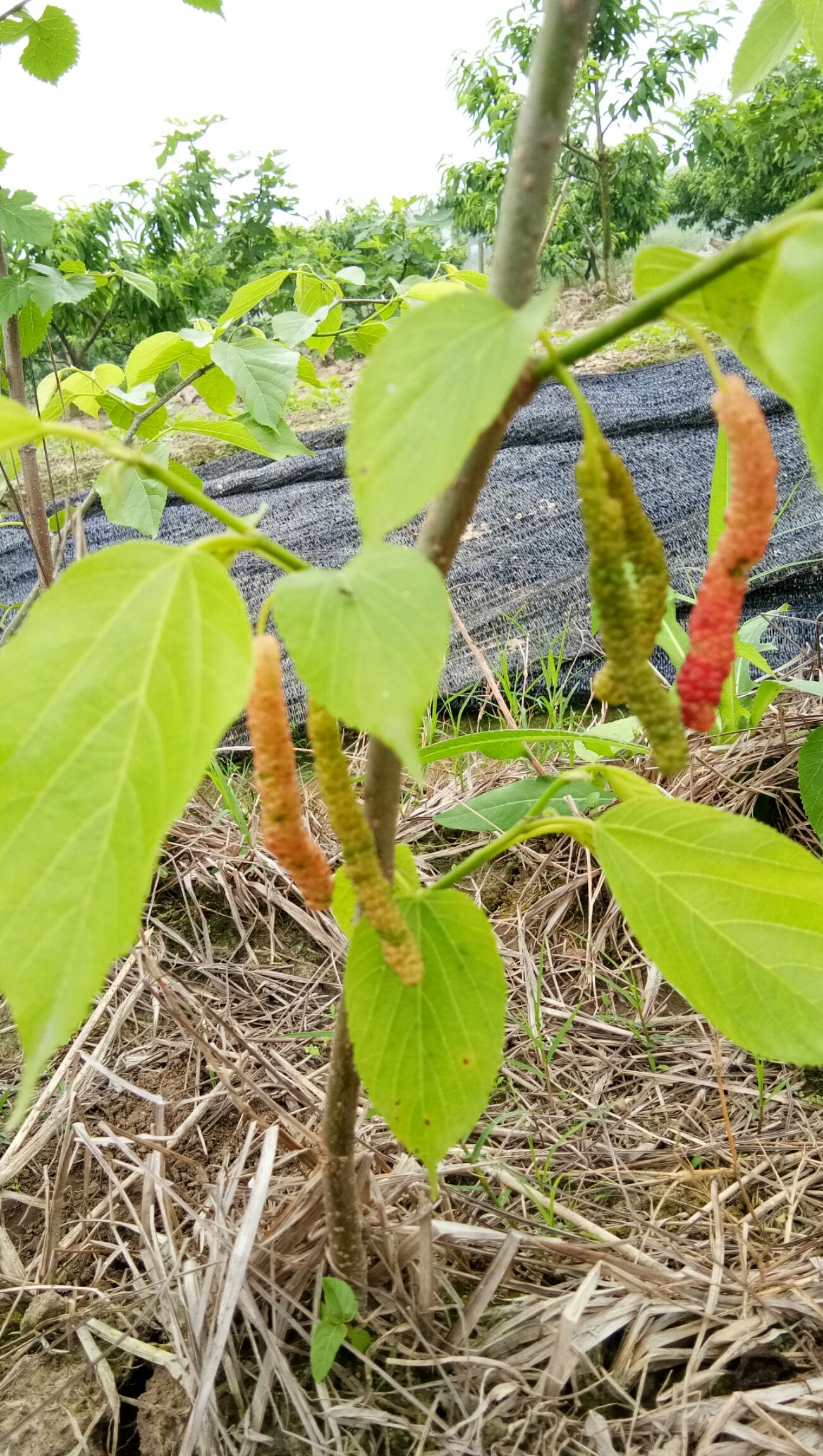 長果桑苗  長果桑海寧嫁接苗 包種植指導(dǎo) 易成活 口感靚