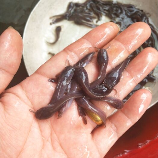博罗县 大量出售优质快大型土塘虱鱼苗（塘角鱼）