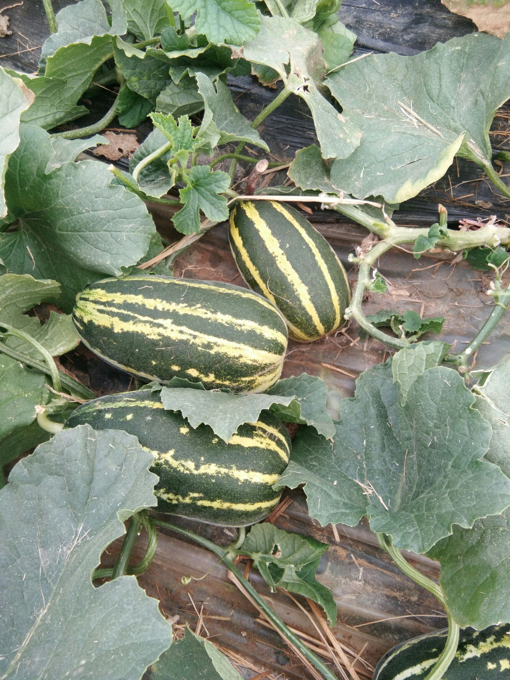 博洋9号甜瓜 0.5斤以上