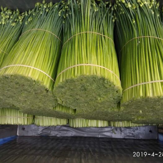 广州 本地精品韭菜花韭苔四季供应