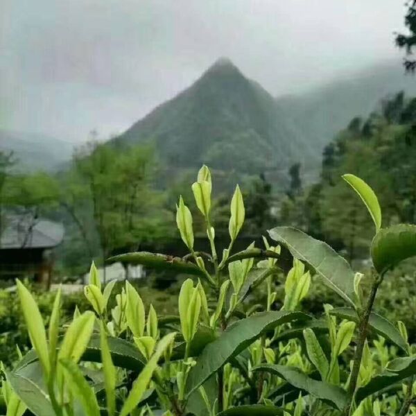 高山红茶 一级 袋装