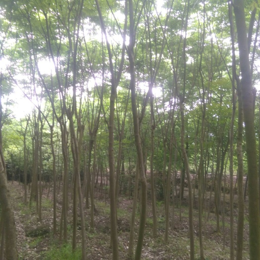 海宁市黄山栾树