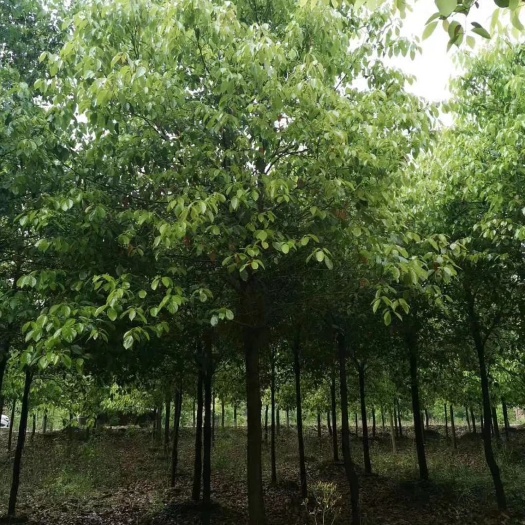武汉 15公分香樟