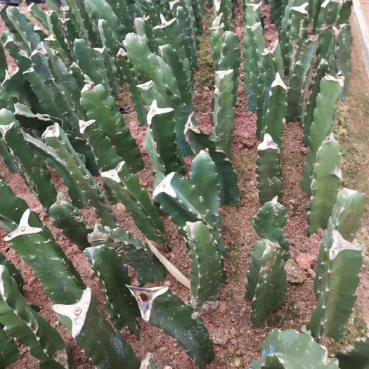 灵山县 红心火龙果苗