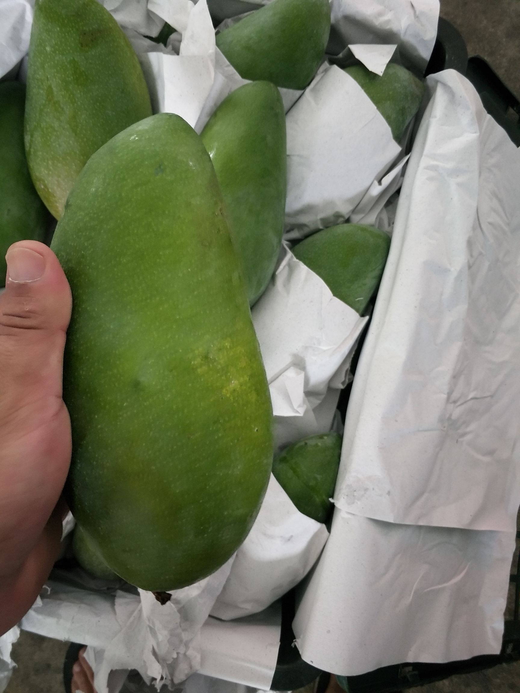  越南一级二级优质大青芒