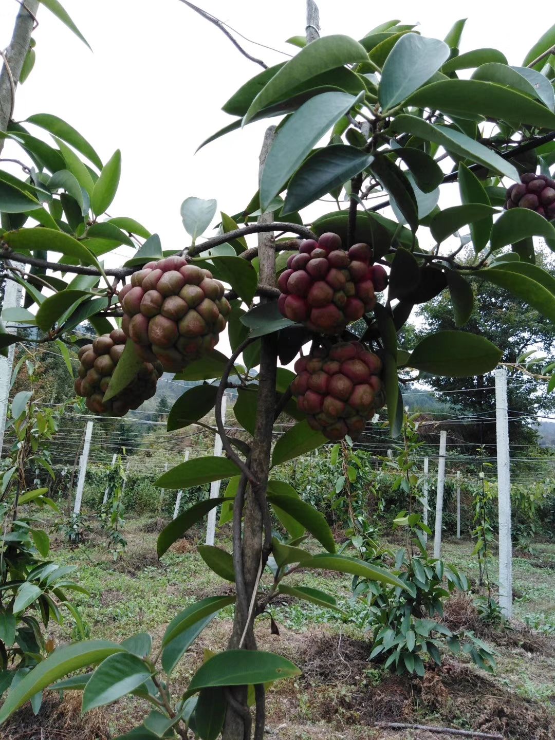 粉紅黑老虎苗 果名：黑老虎又名布福娜，果肉清甜能養(yǎng)顏。