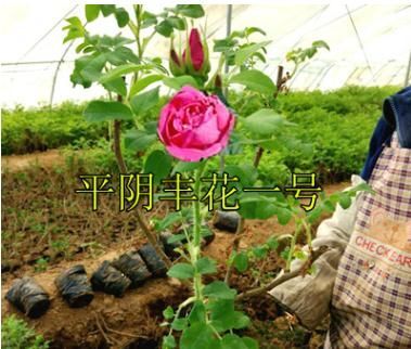 平阴县食用玫瑰丰花一号   平阴玫瑰食用丰花一号玫瑰营养钵苗 【一年】提练玫瑰精油基地