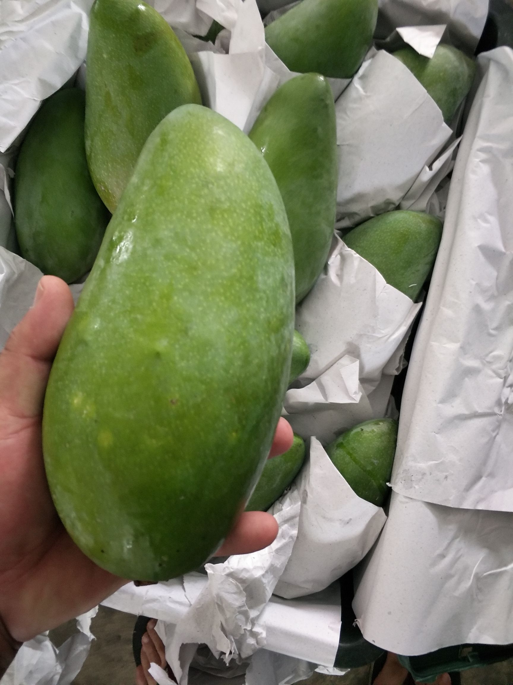  越南一级二级优质大青芒