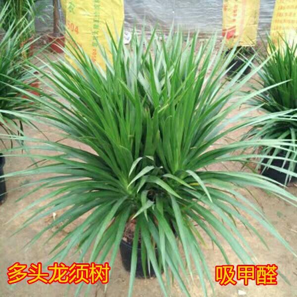 龙血树盆栽 大型绿植龙须树多头龙血树龙铁树室内客厅盆栽花卉植物办公室盆