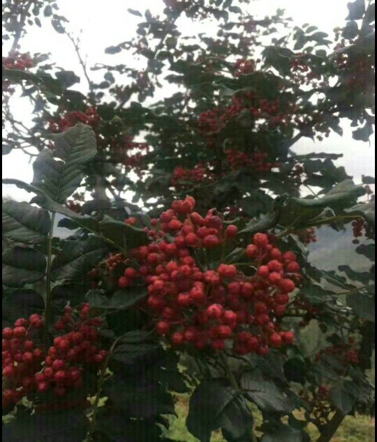  陇南花椒  特级  干花椒     甘肃武都
