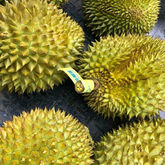 南宁 泰国金枕头榴莲(包邮包售后，支持一件代发）