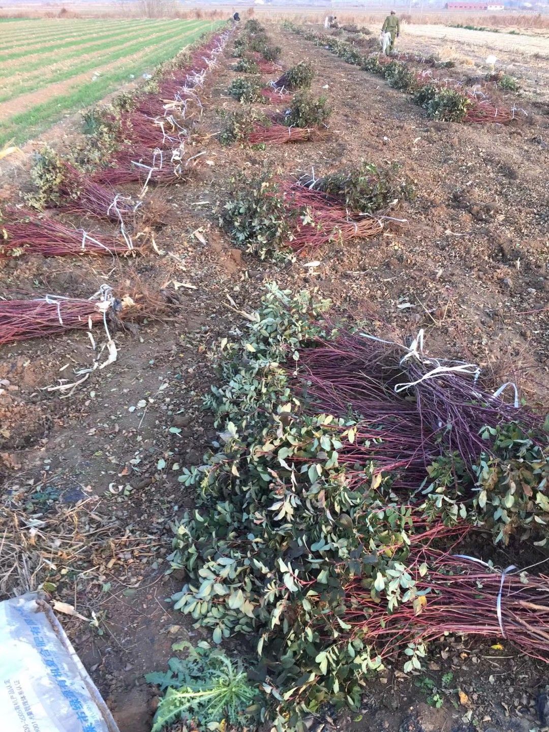 两年四季玫瑰苗食用精油玫瑰绿化景观工程紫枝玫瑰耐寒耐旱