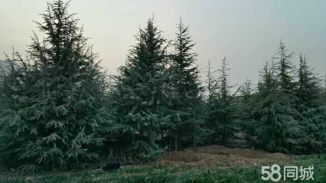 西安 雪松       蜀柏     迎客松
