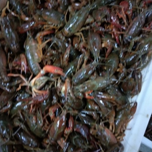 阜阳 青壳小龙虾