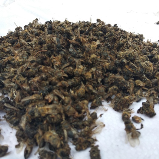 郑州 干蜜蜂