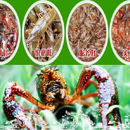 盱眙县盱眙小龙虾 盱眙龙虾1两以上炮头