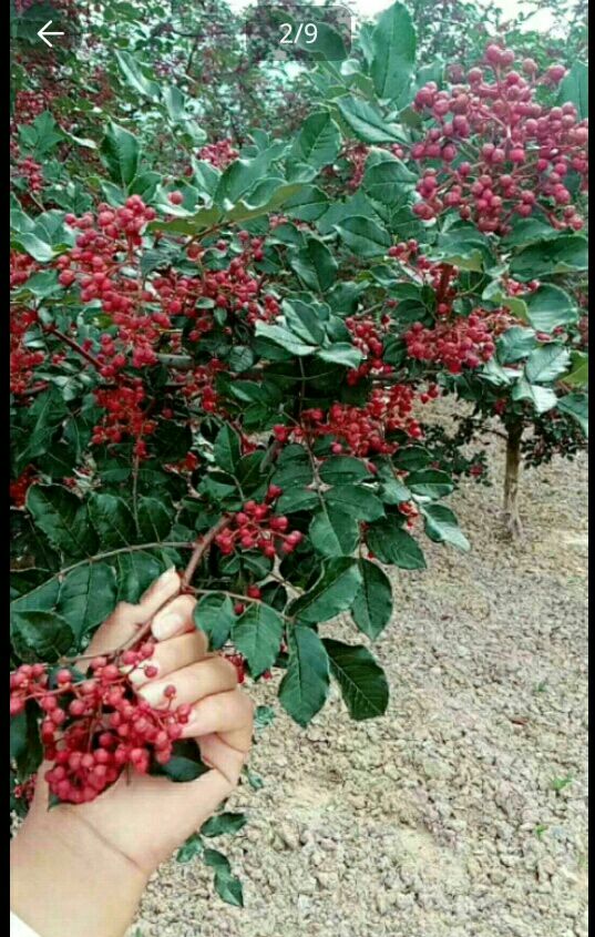  陇南花椒  特级  干花椒     甘肃武都