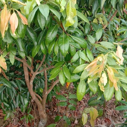 灵山县桂味荔枝苗